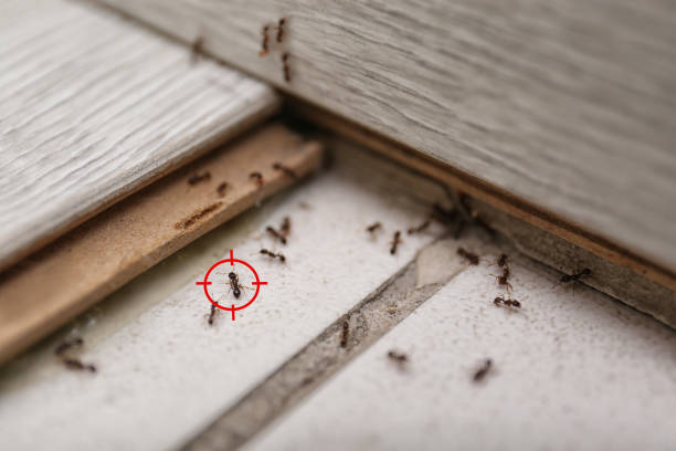Best Residential Pest Control  in Snowflake, AZ
