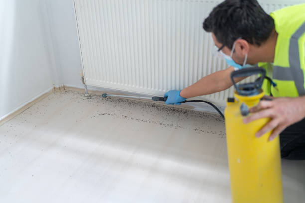 Best Mosquito Control Services  in Snowflake, AZ